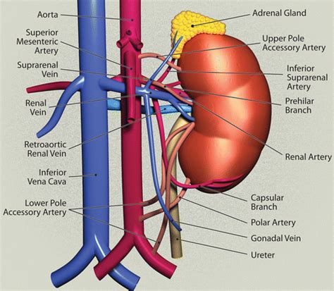 Renal Artery