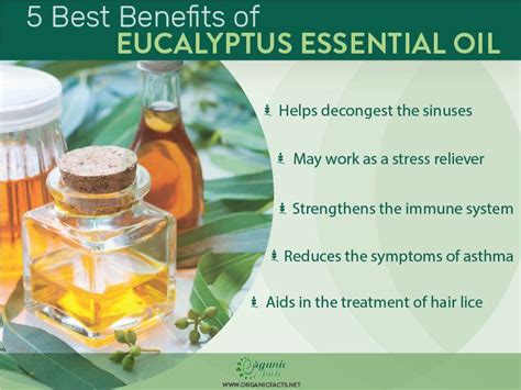 An infographic on the benefits of eucalyptus essential oil | Eucalyptus ...