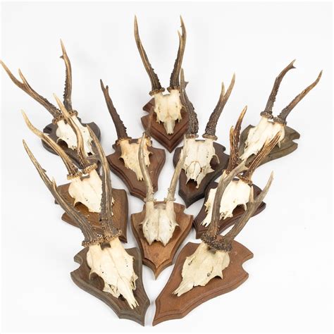 Mounted Roe Deer Antlers | EBTH