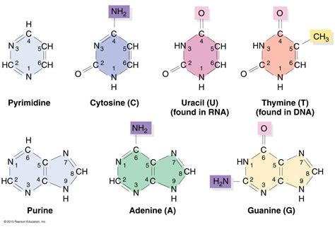 Purine And Pyrimidine Nucleotides