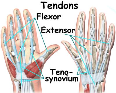 MYO Therapy & Healthcare Institute: Flexor Tendon Injuires