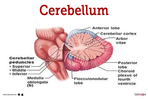 Cerebellum (Human Anatomy): Image, Function, Diseases, and Treatments