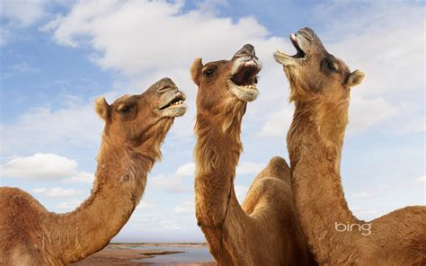 Laughing Camel Bing Animal Photography HD Wallpaper