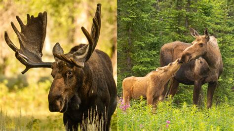 10 Facts About Moose - Online Field Guide