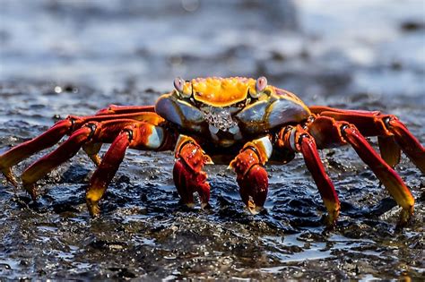 What is a Crustacean? - WorldAtlas.com