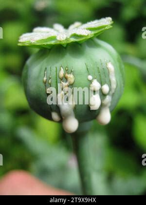 OPIUM POPPY - HARVESTING OPIUM Stock Photo - Alamy