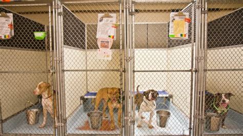 Philly animal shelters plead for adopters, fosters - WHYY