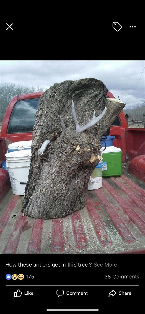 Buck skull reclaimed by nature. : r/mildlyinteresting