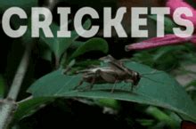 Download Crickets Meme Funny Images | Kriket Wallpaper