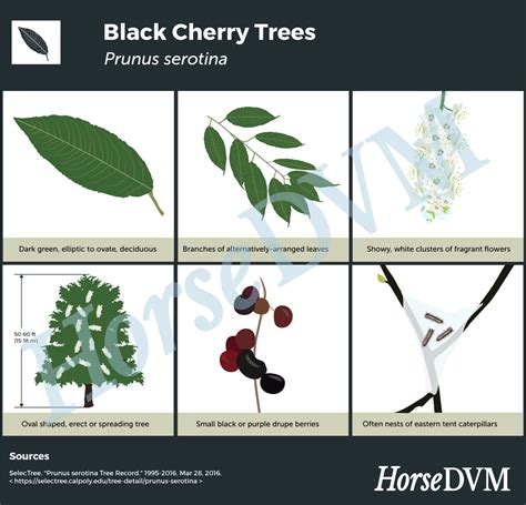 Black cherry Poisoning in Horses