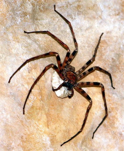 Giant huntsman spider - Wikipedia