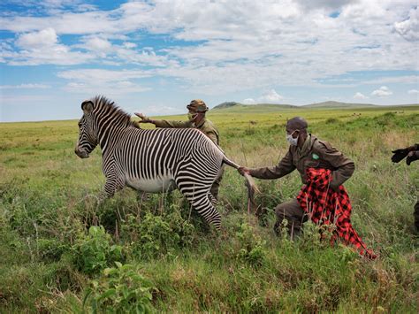 Kenya Wildlife Animals