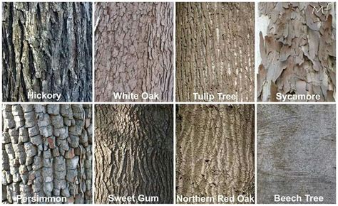 Pin by Katrina McDougald on Work Stuff | Tree bark identification, Tree ...