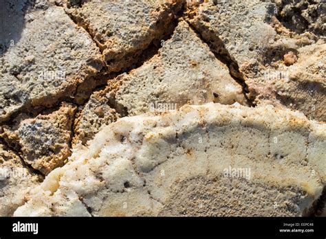 Salt Formations on Saltwater Lake, Dallol, Danakil Desert, Ethiopia ...