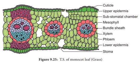 Cross Section Of Monocot Leaf Labeled