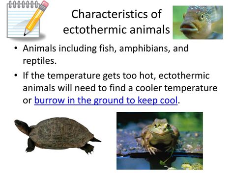 PPT - Endothermic and Ectothermic Animals Standard 6.3.3 PowerPoint ...