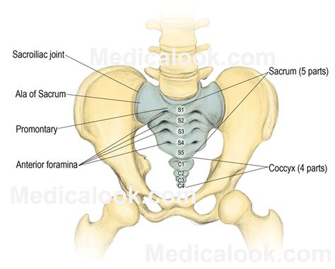 Vertebrates - human anatomy organs