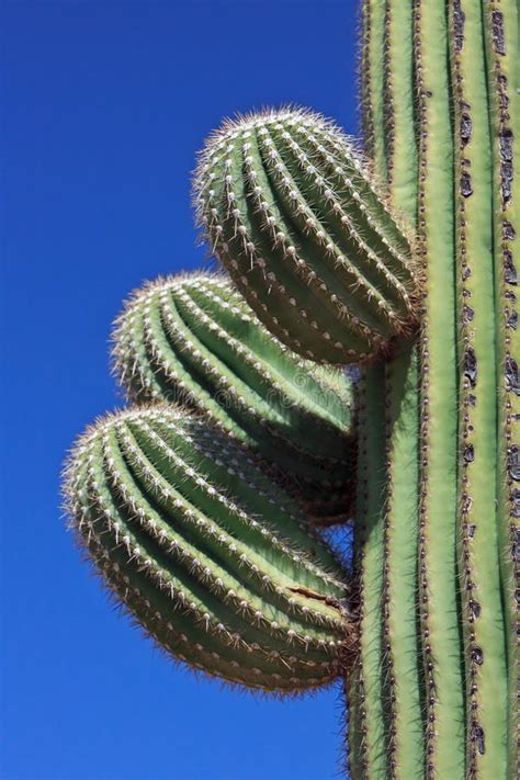 Close Up Saguaro Cactus Flower Stock Image - Image of park, fruit: 31397131