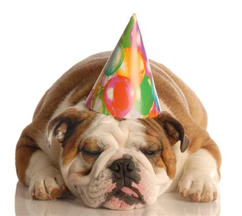 Dog wearing birthday hat stock image. Image of funny, isolated - 6923449