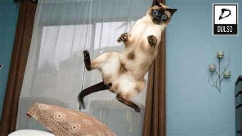 MOST Crazy & Funny Cats Fails Compilation, Try Not To Laugh Cats Videos ...