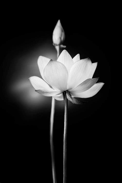 Black Lotus Flower Wallpaper