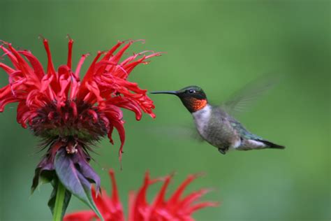 Ruby-throated Hummingbird (Archilochus colubris) - male at Bee Balm ...