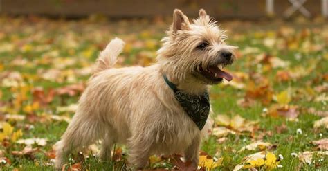 Cairn Terrier - A-Z Animals