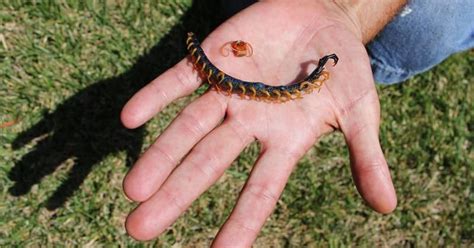 Venomous centipede sends Springfield man to hospital — Bite 'like a hot ...