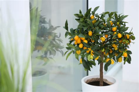 Kumquat o mandarino cinese: coltivazione e cura - Il Blog di Advisato