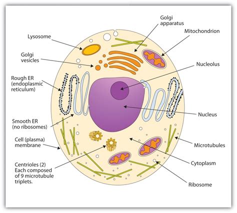 Animal Cell Drawing at GetDrawings | Free download