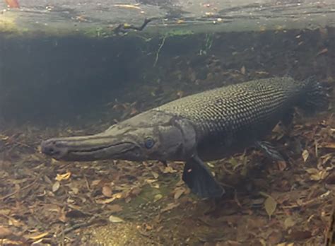 Alligator Gar | Alexandria Zoo