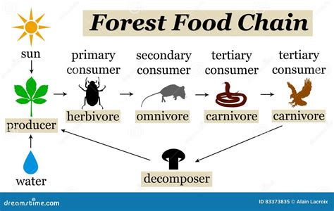 Forest Food Web