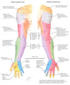 Upper extremity dermatomes | Nerve anatomy, Brachial, Radial nerve