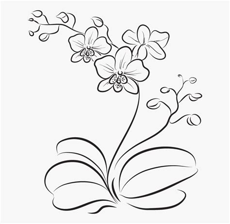 Orchid Flower Easy Drawing , Free Transparent Clipart - ClipartKey