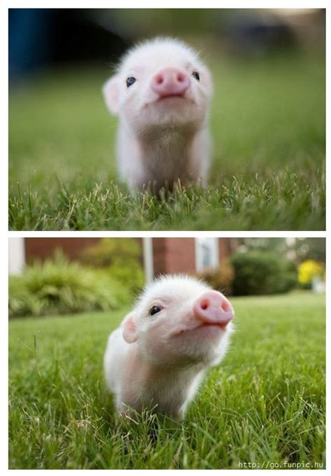 Considering adoption-teacup pigs need happy homes too | Things That ...