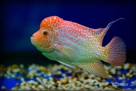 Flowerhorn Cichlid - Your Complete Guide - [Updated for 2023]