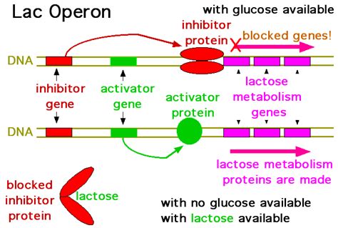 Joe's Guide to Science: The Lac Operon