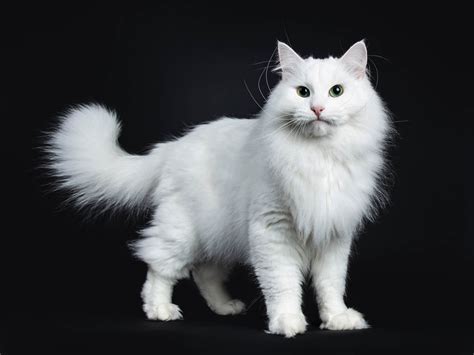 Siberian Cat Breed Information - Cat-World