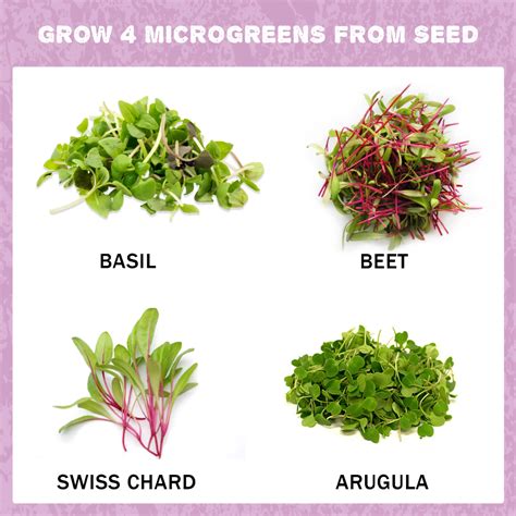 Microgreens Kit - Grow 4 Types Of Micro Greens From Seed | Microgreens ...