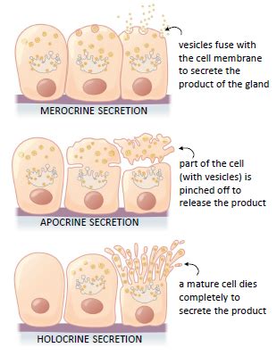 How are exocrine glands classified? | Socratic