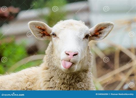 Funny sheep stock photo. Image of lamb, jocular, animal - 84066084