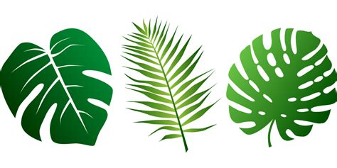 Leaves Tropical Palms - Free vector graphic on Pixabay