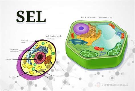 Biologi Sel – Unismuh Merdeka Belajar