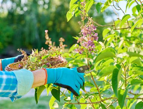 The Best Time to Prune Your Lilac Bushes