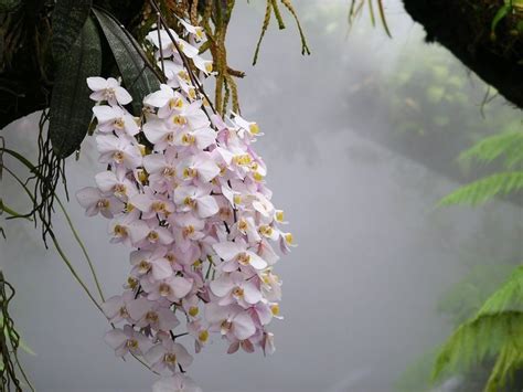 Amazon Rainforest Orchids Hundreds of orchids in a | andean orchids ...