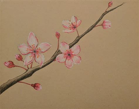 Cherry blossom color pencil drawing :) | Cherry blossom drawing, Flower ...