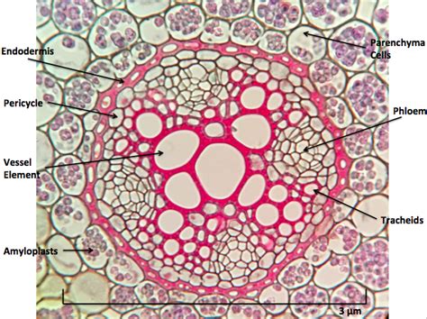 Wikipedia: Putting plants under the microscope – Wiki Education