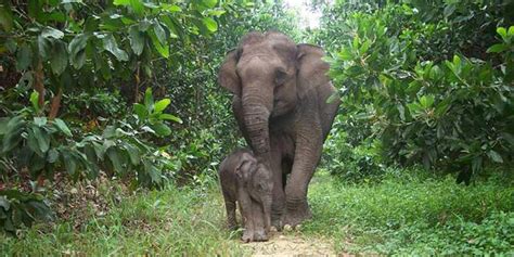 Wildlife in Andaman – List of National Parks in Andaman Islands