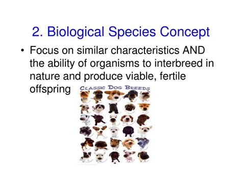 PPT - Identifying Species: Using the Species Concept PowerPoint ...