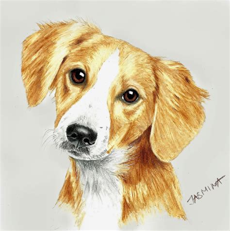 Puppy portrait - colored pencil drawing by JasminaSusak on DeviantArt